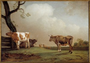 Die Wiese Eine Herde Kühe auf einer Wiese