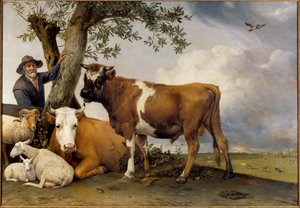Der junge Stier