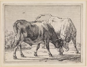 Zwei kämpfende Ochsen von Paulus Potter