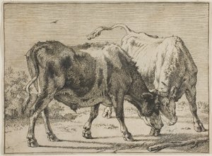 Zwei kämpfende Stiere von Paulus Potter