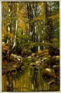 Waldbach im Spätsommer