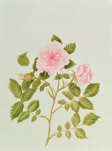 Rosa var: Gertrude Jekyll von Peggy Wyatt
