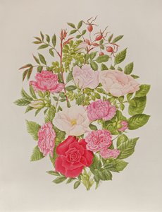 Verschiedene rosa Rosen von Peggy Wyatt
