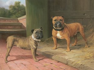 Ein roter Bulldogge und ein gestromter Bulldogge bei einer Scheune