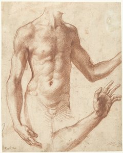 Studie eines Torsos von Perino del Vaga
