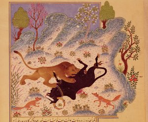Ein Löwe greift einen Stier an und tötet ihn, aus einem Kabila wa Dimna Manuskript von Persian School