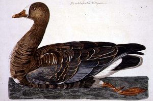 Die Weißwangengans (Anser albifrons) Tafel aus 