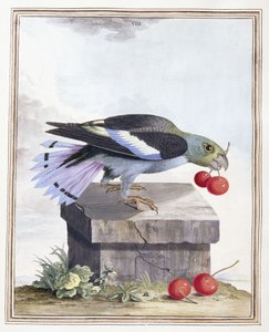 Tafel VIII von Peter Brown