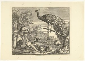 Pfau, Kaninchen und andere Vögel bei einem Gartenbrunnen (Verschiedene Vögel) von Peter Casteels (III)
