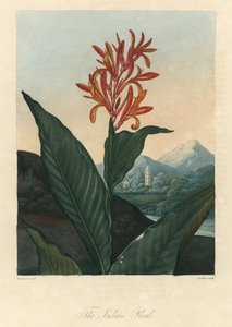 Rotes oder Conflore oder Toloman Forte Wasser, aus Der Tempel der Flora, von Dr. Robert Thornton (1768-1837)