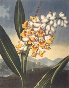 Die nickende Renealmia, graviert von Caldwall, aus 