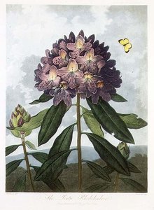 Der pontische Rhododendron, graviert von Caldwell, aus 