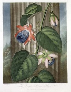 Die geflügelte Passionsblume, graviert von Warner, aus 