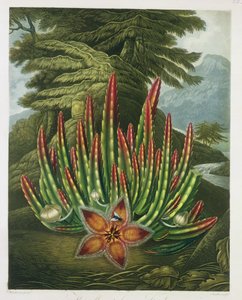 Die Maden-tragende Stapelia, graviert von Stadler, aus 
