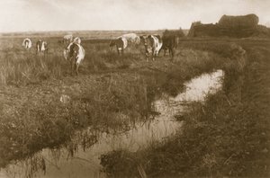 Rinder auf dem Marsch, ca. 1886 von Peter Emerson und Thomas Goodall