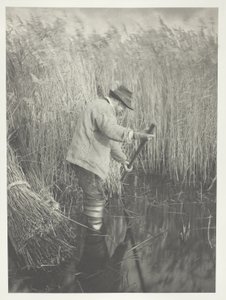 Ein Schilfschneider bei der Arbeit von Peter Henry Emerson