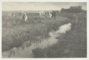 Vieh auf den Sümpfen von Peter Henry Emerson