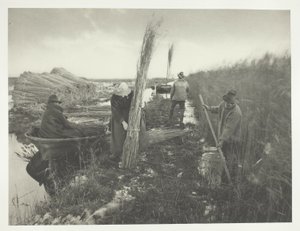Während der Schilfernte von Peter Henry Emerson