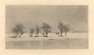 Knotige Dornbäume von Peter Henry Emerson