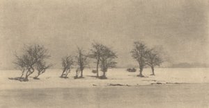 Knotige Dornbäume, ca. 1890, gedruckt ca. 1895 von Peter Henry Emerson
