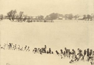 Sumpfgräser, vor oder um 1895 von Peter Henry Emerson
