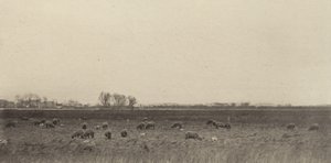 Marschland an der Nordsee