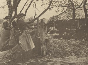 Weidenruten-Schälen. [Norfolk.]