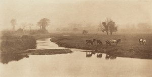 Schafe auf den Marschen von Peter Henry Emerson