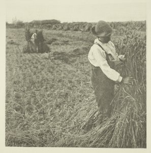 Schockierender Mais (Norfolk) von Peter Henry Emerson