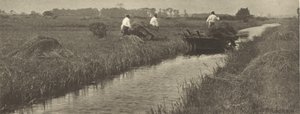 Die Ernte des Binsenschilfs
