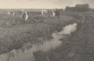 Vieh auf den Sümpfen von Peter Henry Emerson and T.F. Goodall