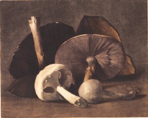 Weißer Champignon