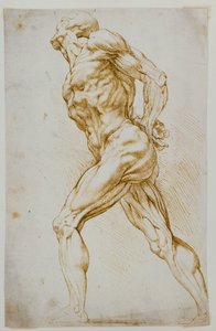 Anatomische Studie: Ein nackter Mann schreitet nach rechts, die Hände hinter dem Rücken