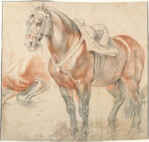 Gesatteltes Pferd