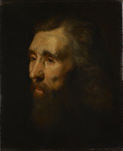 Kopf eines bärtigen Mannes von Peter Paul Rubens