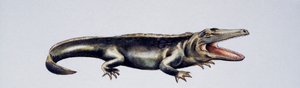 Cyclotosaurus sp, Mastodonsauridae, Spättrias, Kunstwerk von Peter Ross von Peter Ross