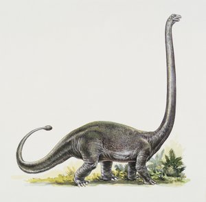 Seitenansicht eines Omeisaurus von Peter Ross