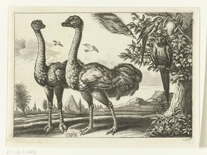 Zwei Strauße von Peter van Liesebetten