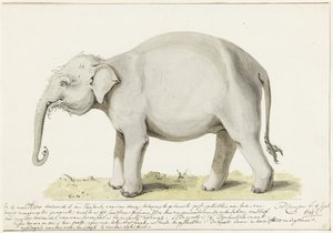 Stehender Elefant, nach links von Petrus Camper