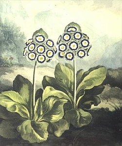 Primel: Primula auricula, graviert von Sutherland, aus Robert Thorntons "Temple of Flora" 1807
