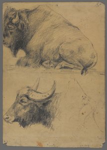 Bison und Kopf eines Wasserbüffels