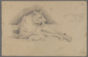 Sitzende Löwin von Philip H. Wolfrom