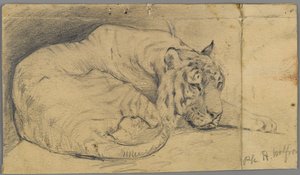 Schlafender Tiger