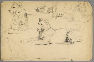 Studien einer Löwin von Philip H. Wolfrom