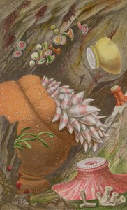 Der purpurrote Kaiser, der gelbe Kaiser und der Globehorn, Tafel IX aus Actinologia Britannica: Eine Geschichte der britischen Seeanemonen und Korallen, 1860