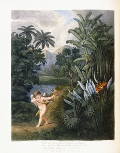Und dann göttlicher Linné, ca. 1796-1807