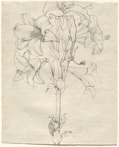 Ein Lilienstängel mit sechs Blüten