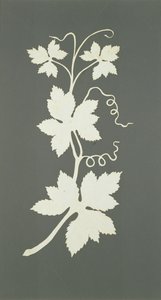 Hopfenpflanze