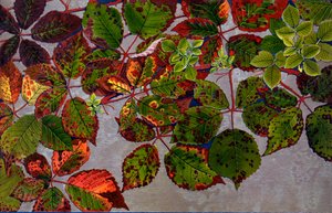 Rubus Fruticosus, angegriffen von Rosenpilz Phragmidium Violaceum, 1907-09