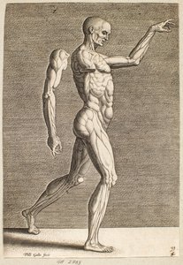 Studie einer menschlichen Figur mit freigelegten Sehnen und Muskeln, nach rechts gewandt von Philips Galle